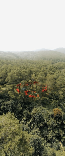 Planning Your Amazon Rainforest Adventure in Peru: A US Traveler’s Checklist