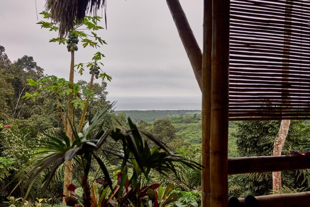 A medium shot of a cozy eco-lodge nestled in the Amazon rainforest. The lodge is constructed primarily of wood and natural materials. Include hammocks on the porch and a view of the surrounding forest. Show lush greenery around the lodge to blend into the environment.